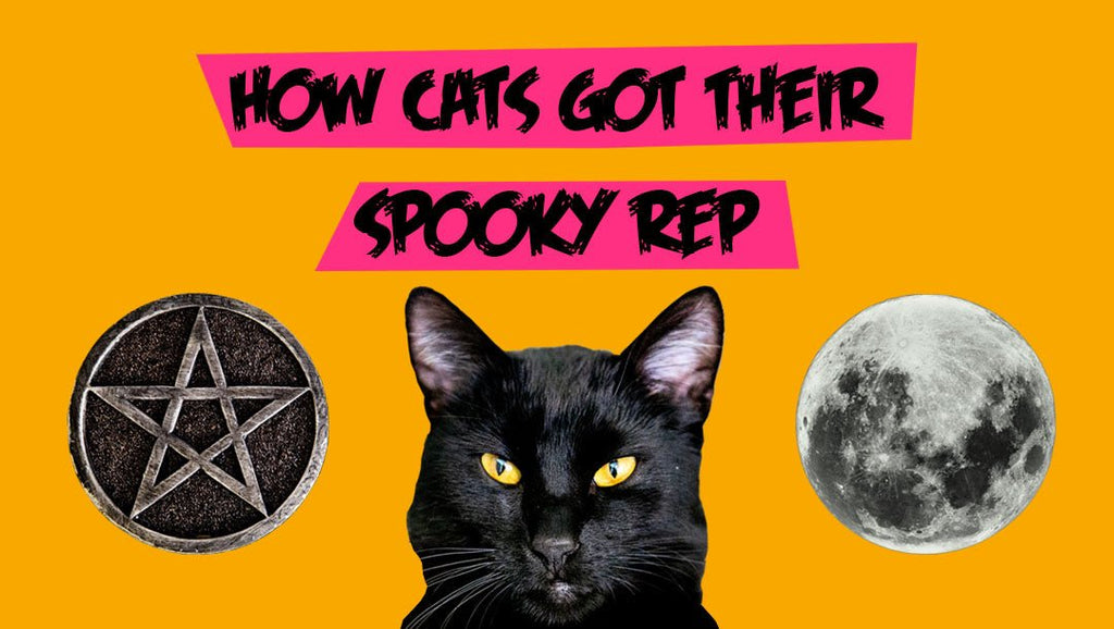 Halloween History: How Cats Got Their Spooky Rep - Fang & Fur