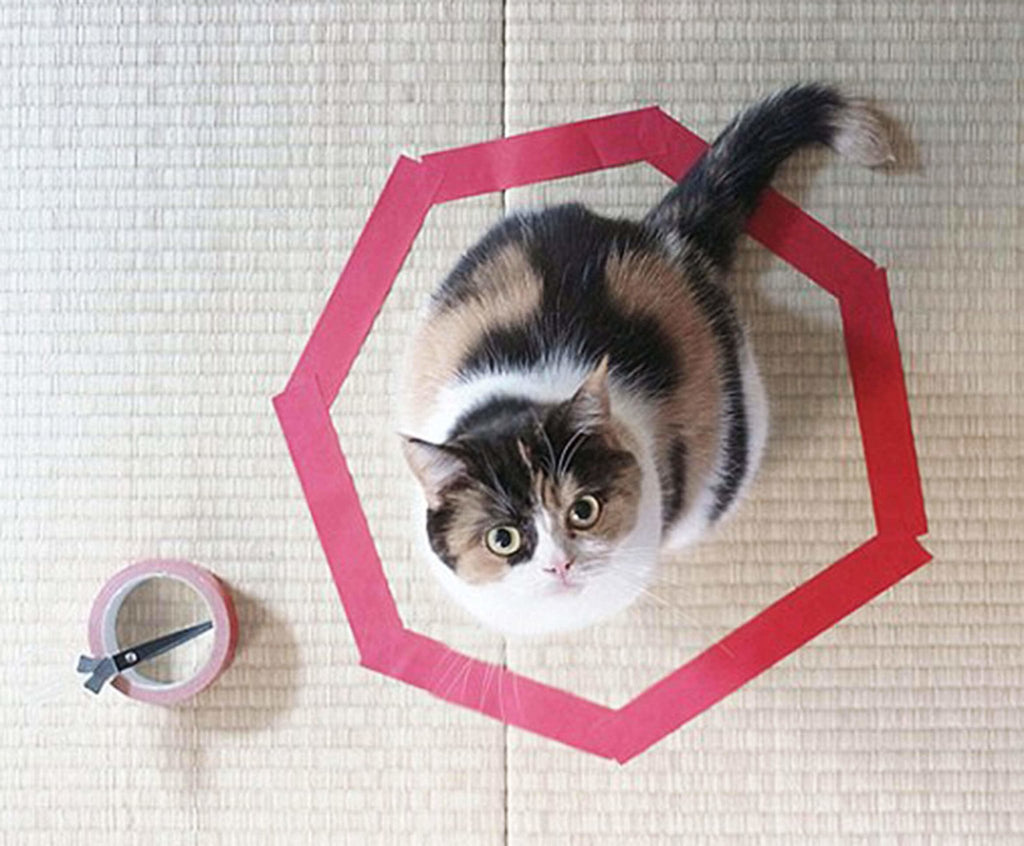 If I Fits I Sits: Cats and Defined Spaces - Fang & Fur