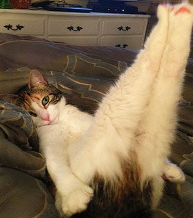 The Fang & Fur Sexy Kitty Competition - Fang & Fur