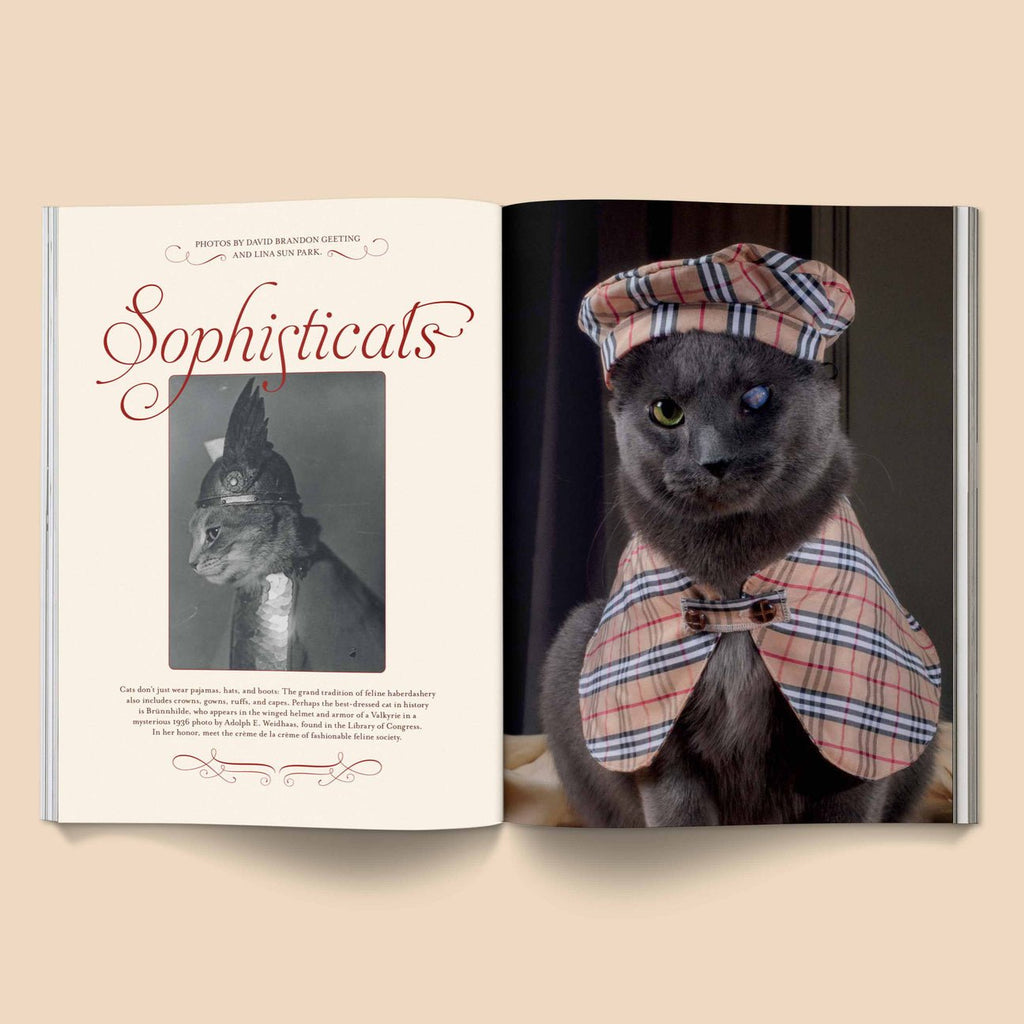 Catnip Magazine - Magnation