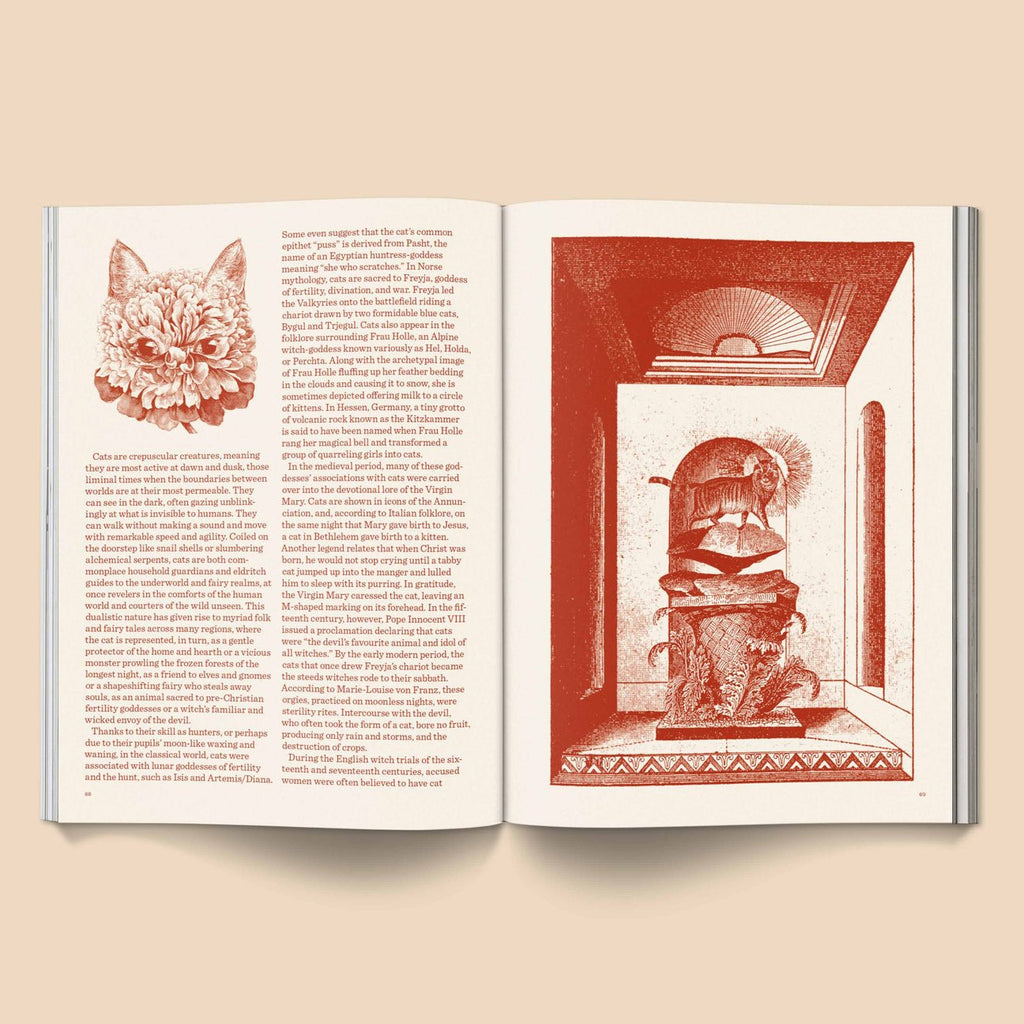 Catnip Magazine - Magnation