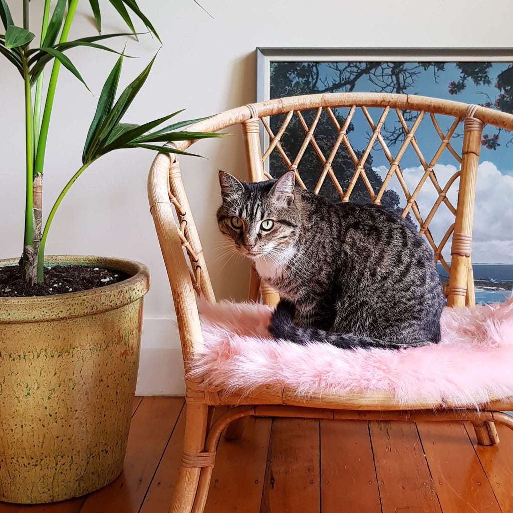 Cat Bed - NZ Sheepskin - Candyfloss Pink - Kim Skins