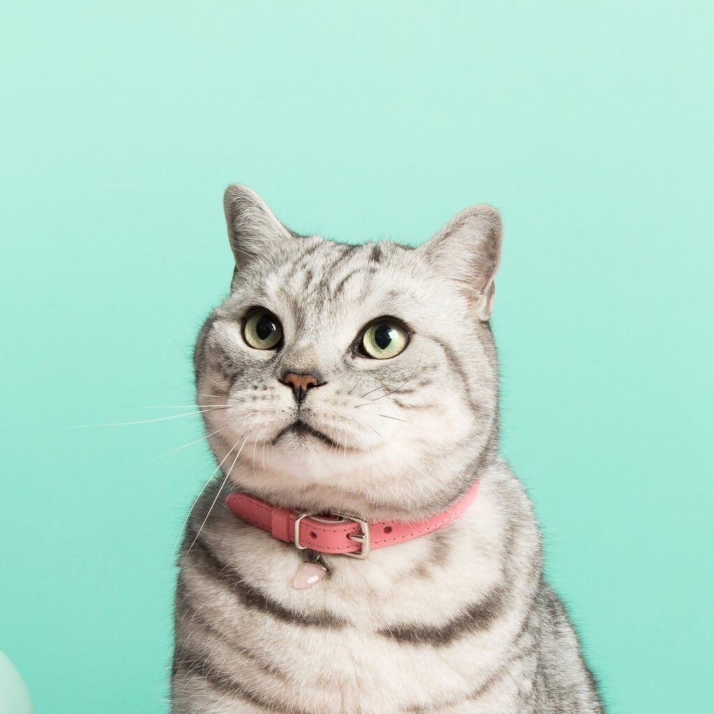 Cat Collar Charm - Rose Quartz - Cheshire & Wain