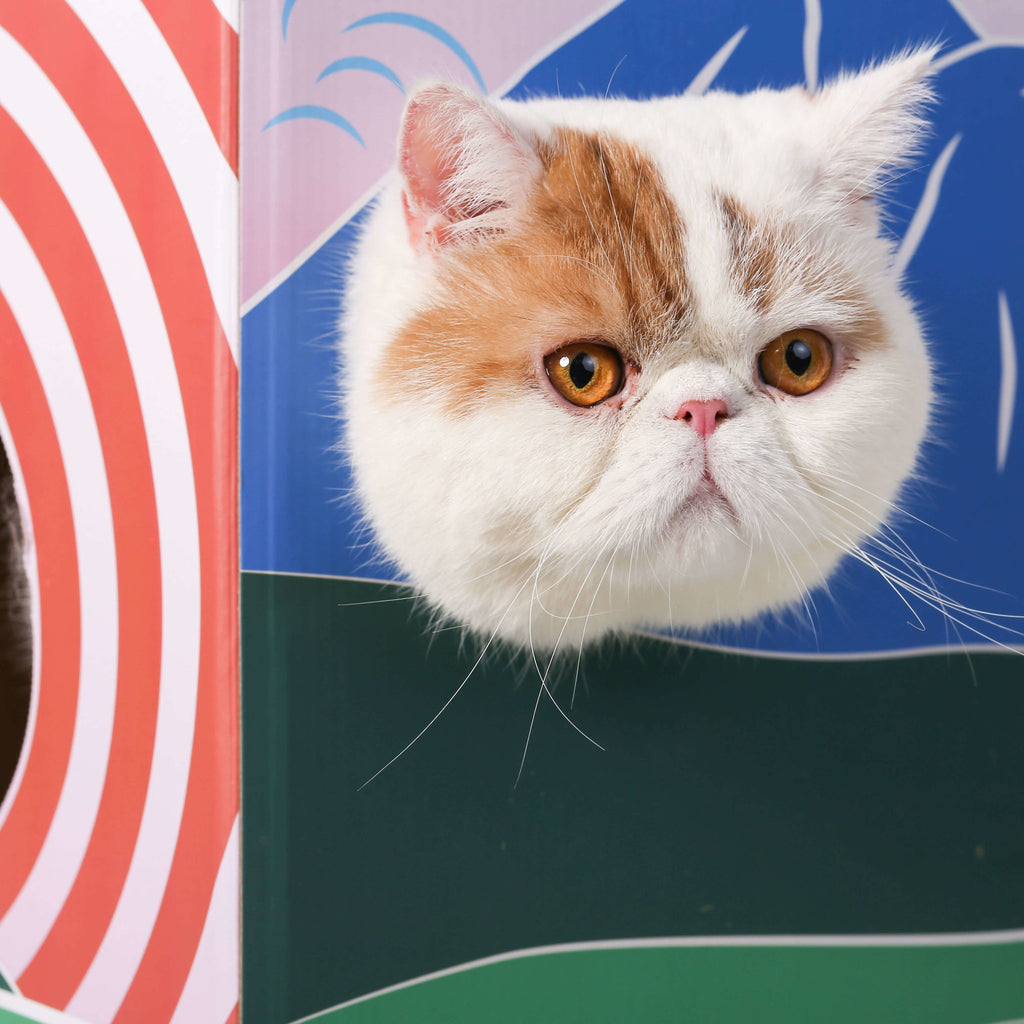 Cat House & Scratcher - Kawaii - Pidan