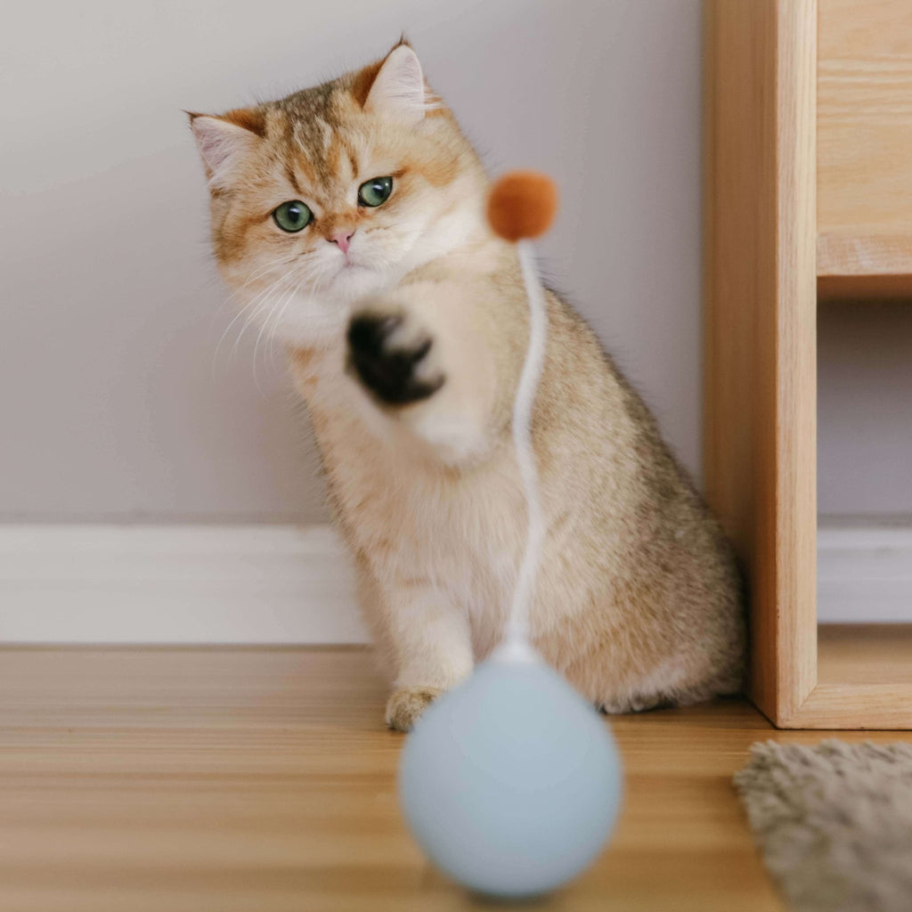 Interactive Cat Toy - Moving Balloon - Pidan