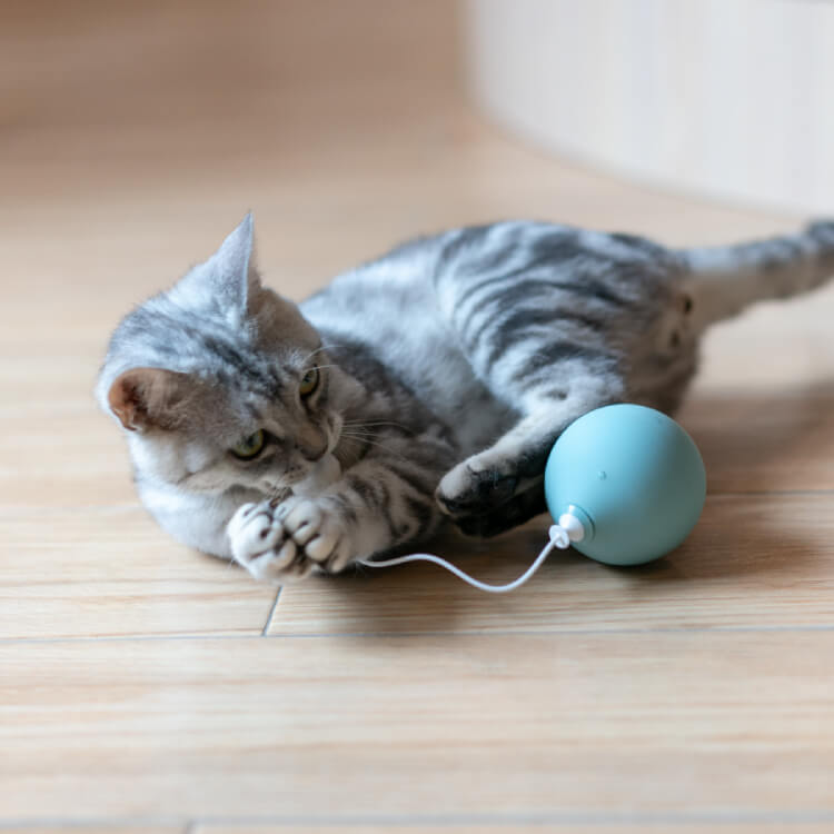 Interactive Cat Toy - Moving Balloon - Pidan