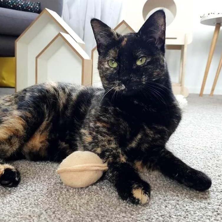 Organic Catnip Toy - Fortune Cookie - Miso Handmade